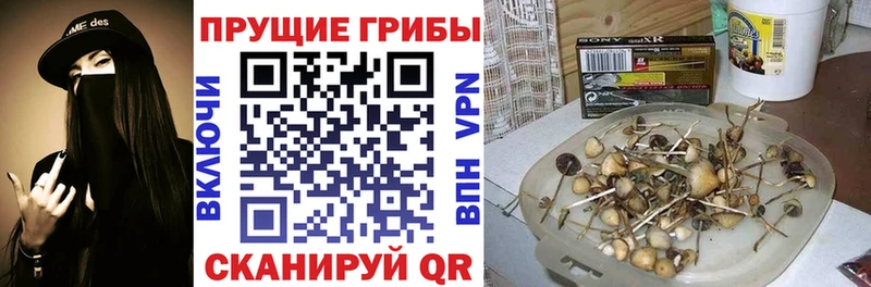 Галлюциногенные грибы GOLDEN TEACHER  хочу наркоту  Железногорск-Илимский 
